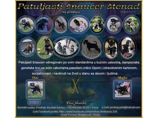 Patuljasti Šnaucer